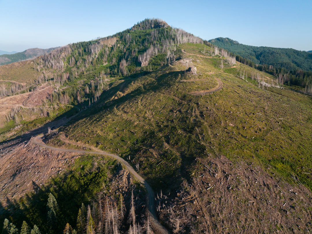 Trees: US, Oregon - Transfer Kingdom