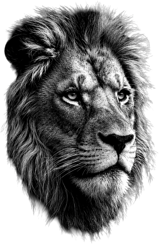 Lion B&W - Animals DTF Transfers