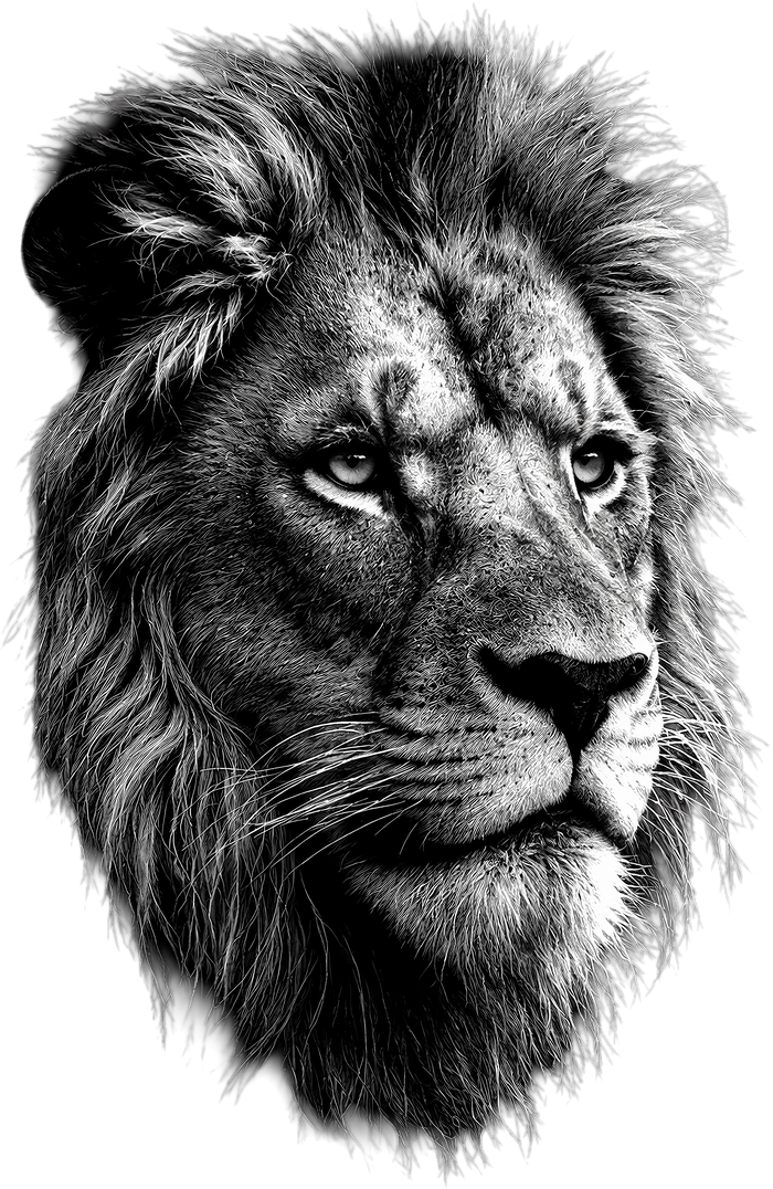 Lion B&W - Animals DTF Transfers