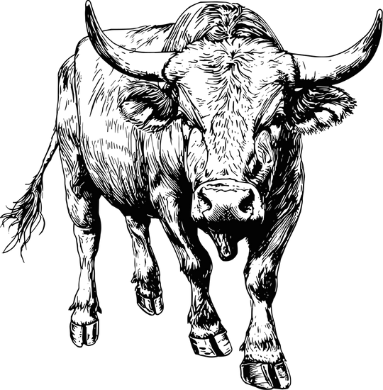 Bull B&W - Animals DTF Transfers