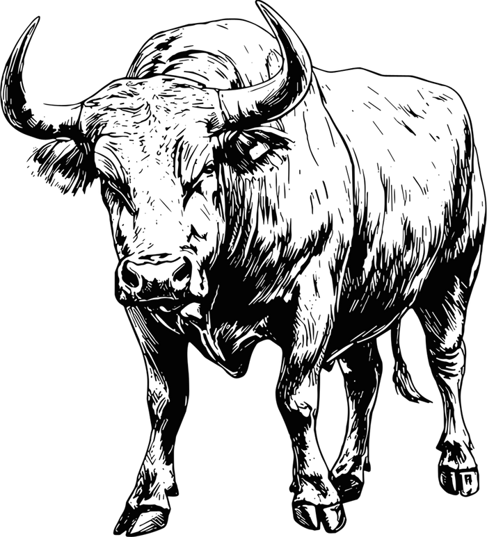 Bull Standing - Animals DTF Transfers