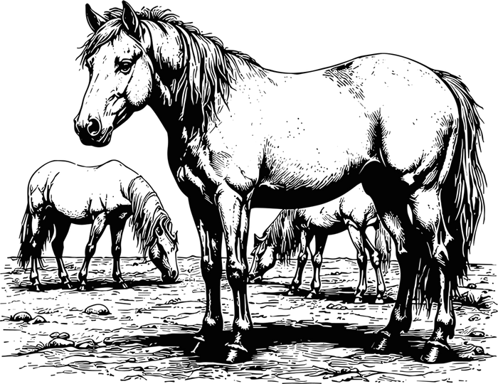 Horses Grazing - Animals DTF Transfers