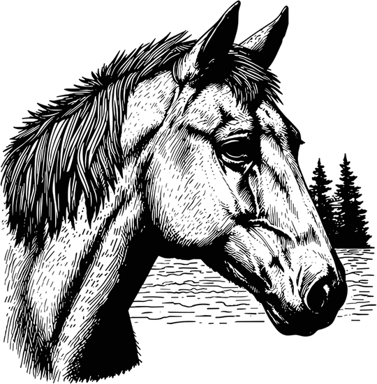 Horse Portrait B&W - Animals DTF Transfers