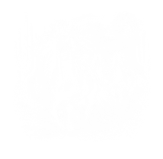 Horses In Desert - Animals DTF Transfers