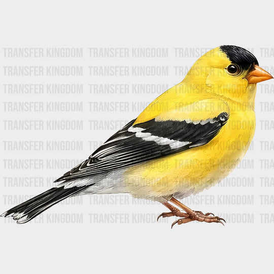 American Goldfinch - Animals DTF Transfers
