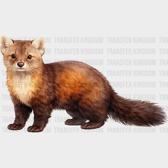 American Marten - Animals DTF Transfers