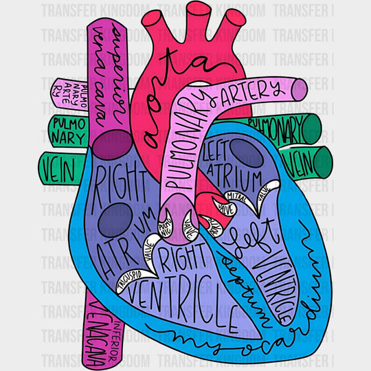 Colorful Heart Anatomy - Cardiac Nurse DTF Transfers Adult Unisex - S & M (10’’) / Dark Color Design (See Imaging)