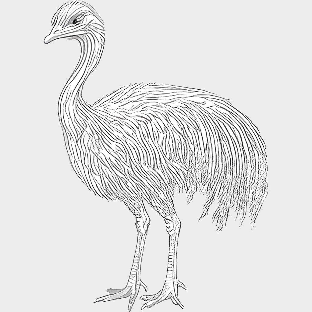 Emu B&W - Animals DTF Transfers - Adult Unisex - S & M (10’’) / Light Color Design (See Imaging)