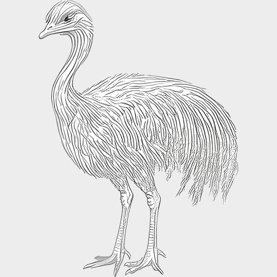 Emu B&W - Animals DTF Transfers - Adult Unisex - S & M (10’’) / Light Color Design (See Imaging)