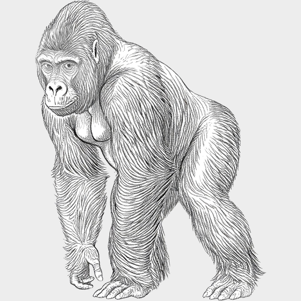 Gorilla B&W - Animals DTF Transfers - Adult Unisex - S & M (10’’) / Light Color Design (See Imaging)