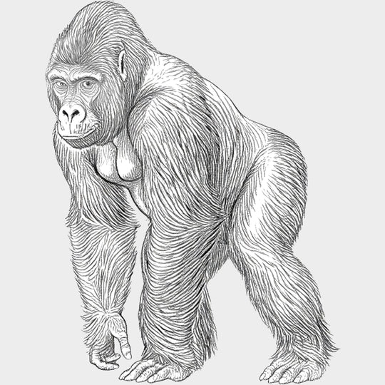 Gorilla B&W - Animals DTF Transfers - Adult Unisex - S & M (10’’) / Light Color Design (See Imaging)