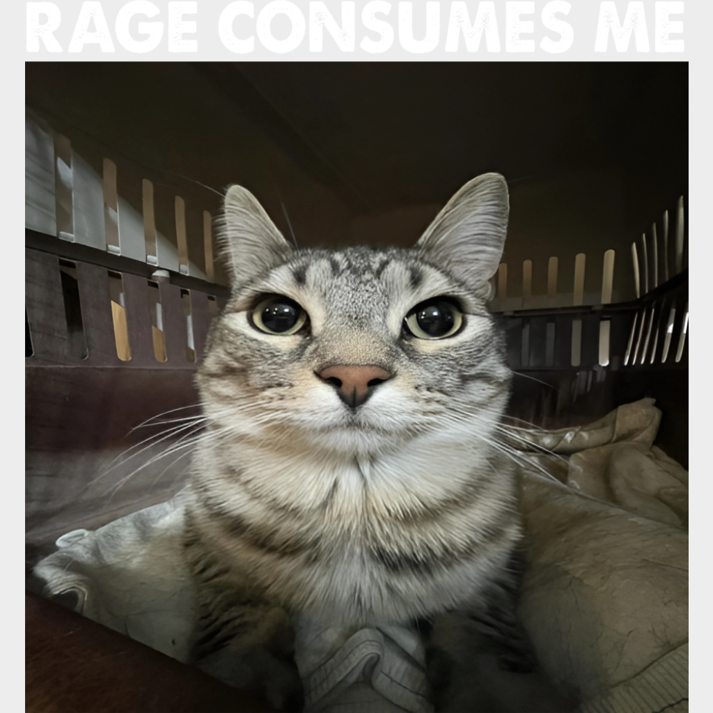 Rage Consumes Me Cat - Funny DTF Transfer Adult Unisex - S & M (10’’) / Light Color Design (See Imaging)