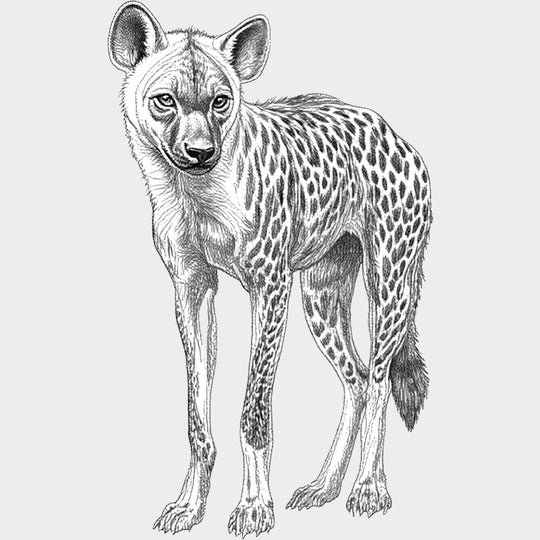 Spotted Hyena B&W - Animals DTF Transfers - Adult Unisex - S & M (10’’) / Light Color Design (See Imaging)